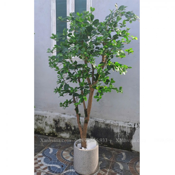cây thiên lộc giả kích thước 200cm